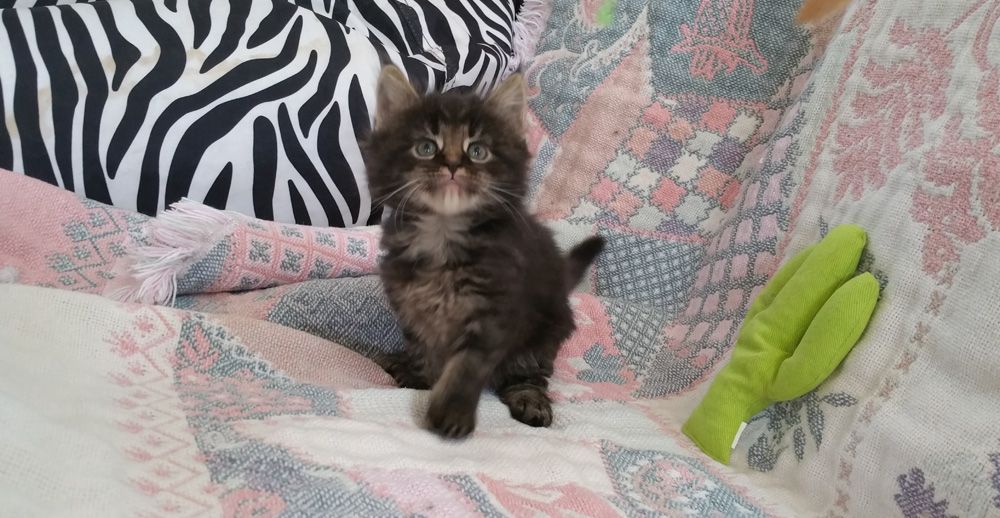 Maine Coon kitten for sale, brown classic tabby female.
