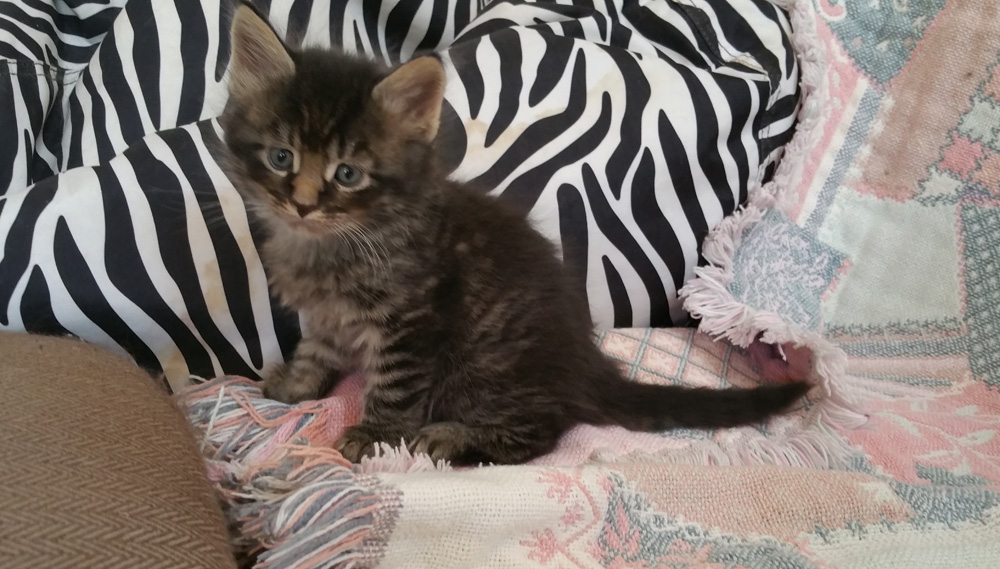 Male silver tabby Maine Coon kitten for sale.