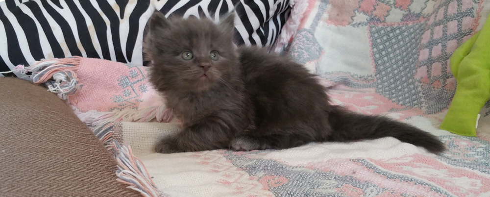 Solid blue boy! Maine Coon kitten at five weeks old.